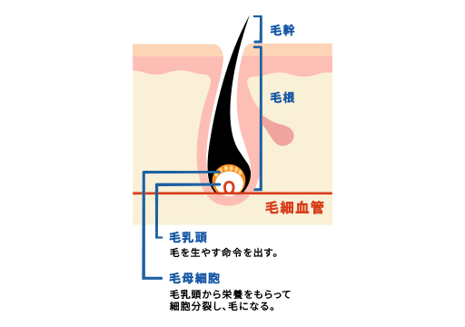 医療脱毛・レーザー照射で毛が抜ける仕組み